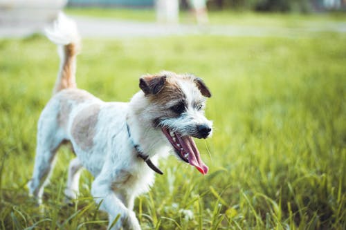 在绿草地上运行的白色和棕色短涂的狗 · 免费素材图片