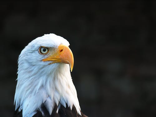 美国鹰照片 · 免费素材图片