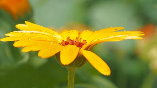 浅黄色花瓣的摄影 · 免费素材图片