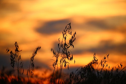 夕阳下的麦田 · 免费素材图片