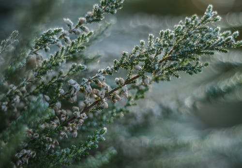 绿叶植物 · 免费素材图片