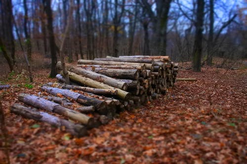 堆火树林 · 免费素材图片