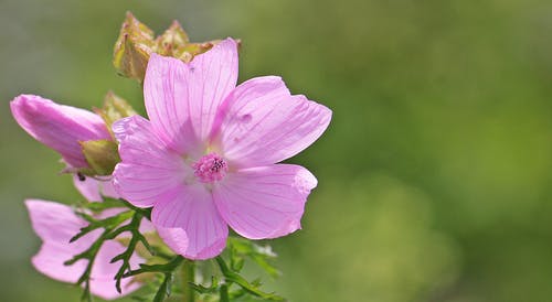 5瓣紫色的花在白天的选择性聚焦摄影 · 免费素材图片