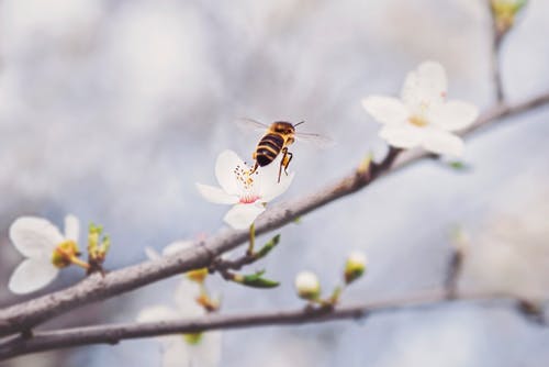 蜜蜂栖息在白色花瓣上 · 免费素材图片
