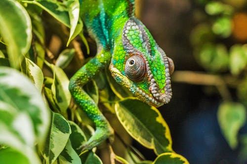 绿叶上的绿色爬行动物 · 免费素材图片