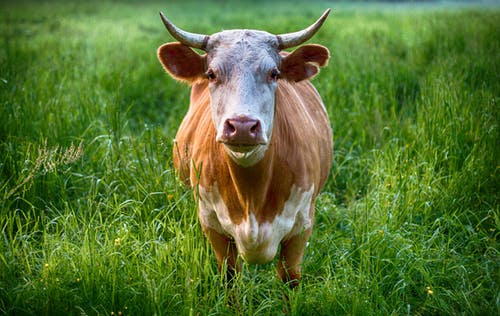 棕色和白色牛 · 免费素材图片