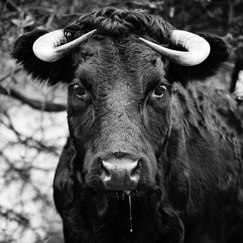 黑牛的灰度照片 · 免费素材图片