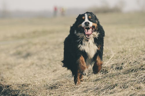 伯恩山犬在草地上运行 · 免费素材图片