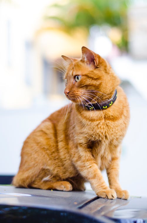 穿着黑领的橙色虎斑猫 · 免费素材图片