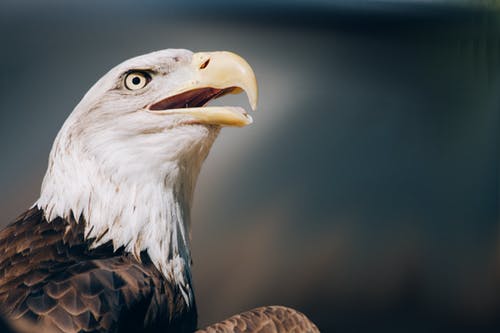 棕色和白色美国白头鹰 · 免费素材图片
