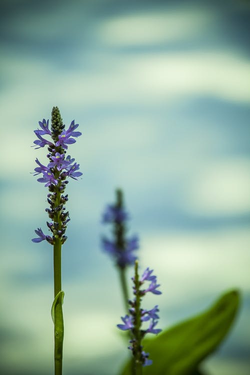 紫色的开花植物在关闭 · 免费素材图片