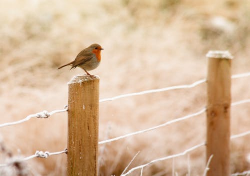 欧洲知更鸟栖息在木栅栏上的选择性聚焦摄影 · 免费素材图片