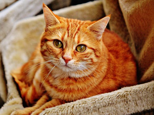 橙色虎斑猫躺在棕色的沙发上 · 免费素材图片