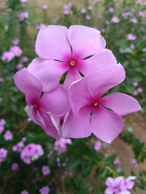 紫色花瓣花的照片 · 免费素材图片