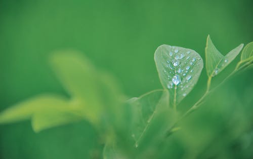 绿叶植物 · 免费素材图片