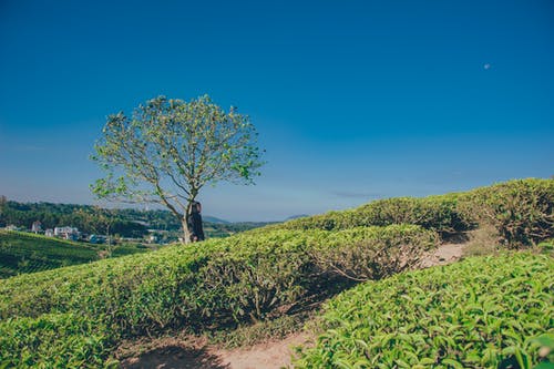 绿树风景摄影 · 免费素材图片