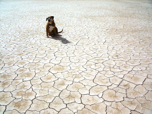 狗坐在地上的摄影 · 免费素材图片