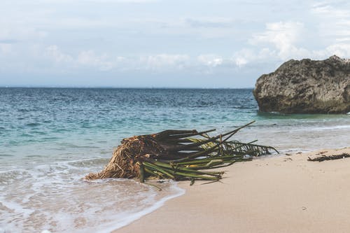 在白云下的海滨绿色植物 · 免费素材图片