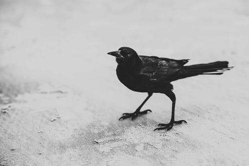 黑鸟 · 免费素材图片