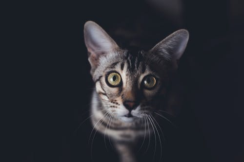 关闭了灰色虎斑猫的摄影 · 免费素材图片