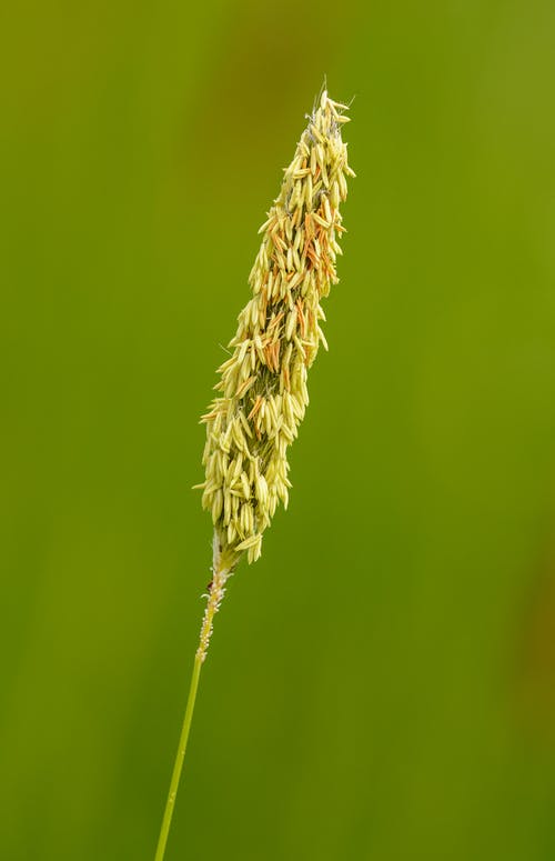 有关alopecurus pratensis, 公园, 冷静的免费素材图片