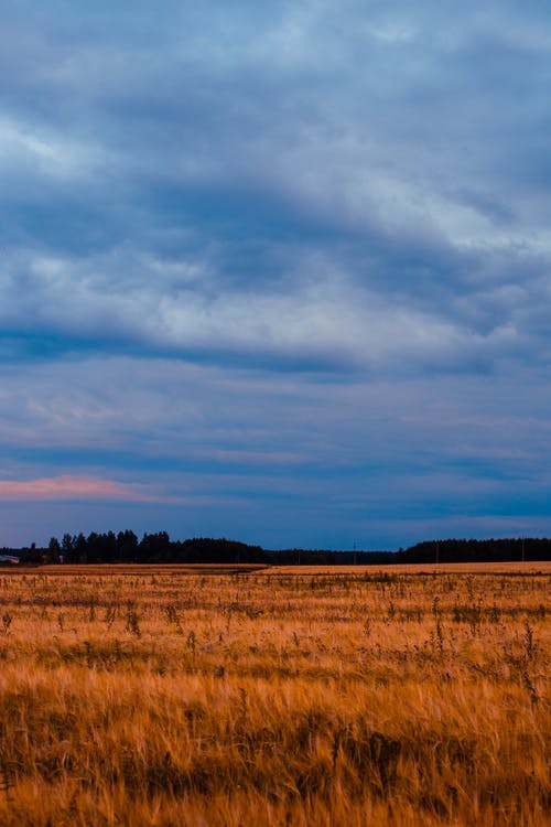 蓝色和白色多云的天空下的棕色草田 · 免费素材图片