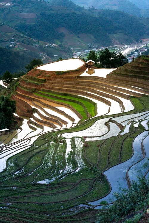 水稻梯田 · 免费素材图片