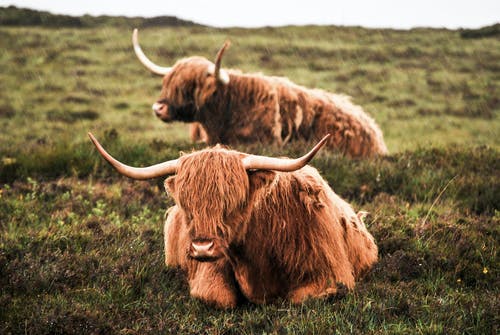 两只棕色的牛，在绿色的草地上 · 免费素材图片