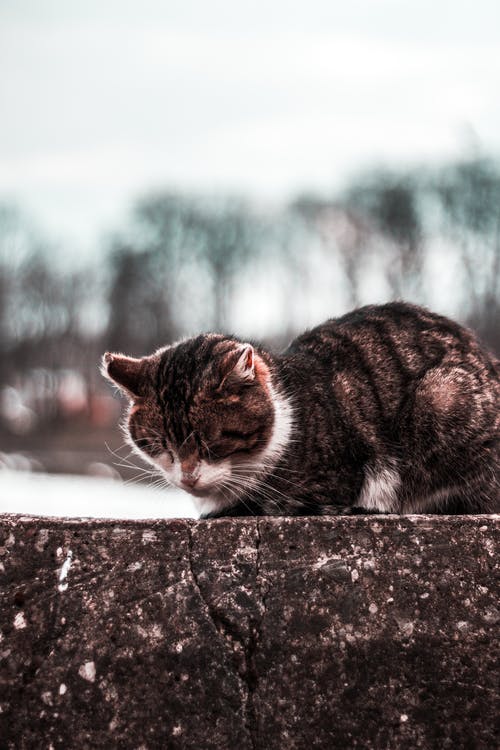 大花猫 · 免费素材图片