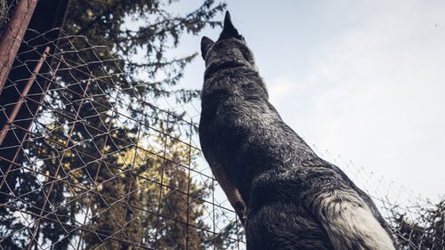 成人灰色德国牧羊犬的低角度摄影 · 免费素材图片