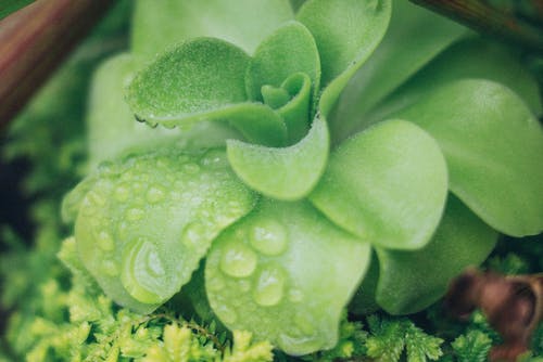 绿色肉质植物 · 免费素材图片