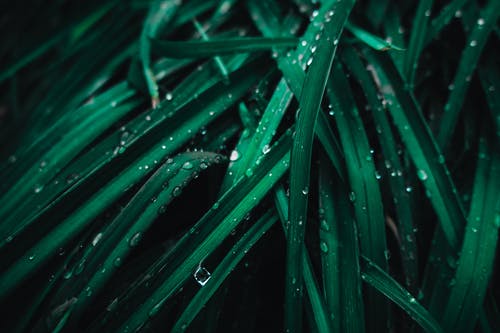 绿叶的植物与水滴 · 免费素材图片