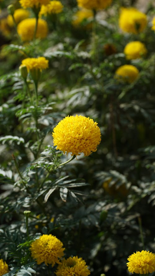 有关植物的, 植物群, 树叶的免费素材图片