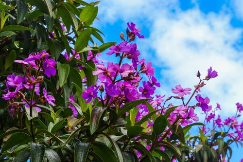 紫色花朵浅焦点 · 免费素材图片