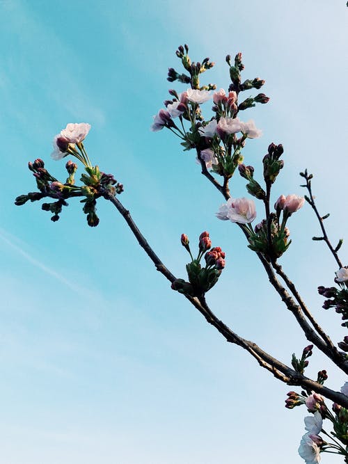 粉色和白色的樱花，在蓝蓝的天空下 · 免费素材图片