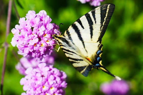 老虎燕尾蝴蝶特写摄影栖息在紫簇簇花瓣花上 · 免费素材图片