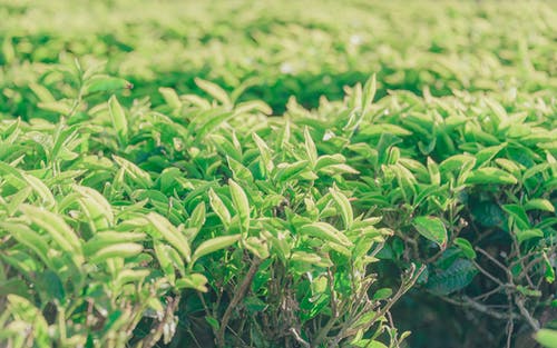 绿叶植物 · 免费素材图片