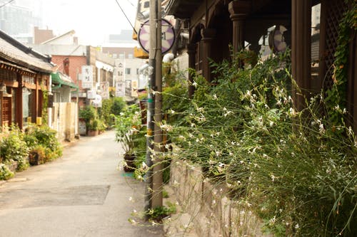 白色花瓣花 · 免费素材图片