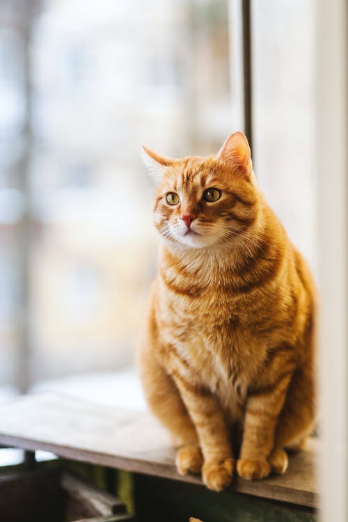 橙色虎斑猫的选择性聚焦摄影 · 免费素材图片