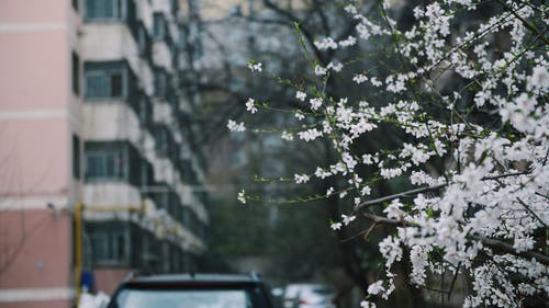 白色花瓣花的照片深度 · 免费素材图片