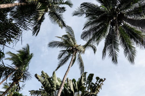低角度的棕榈树的照片 · 免费素材图片