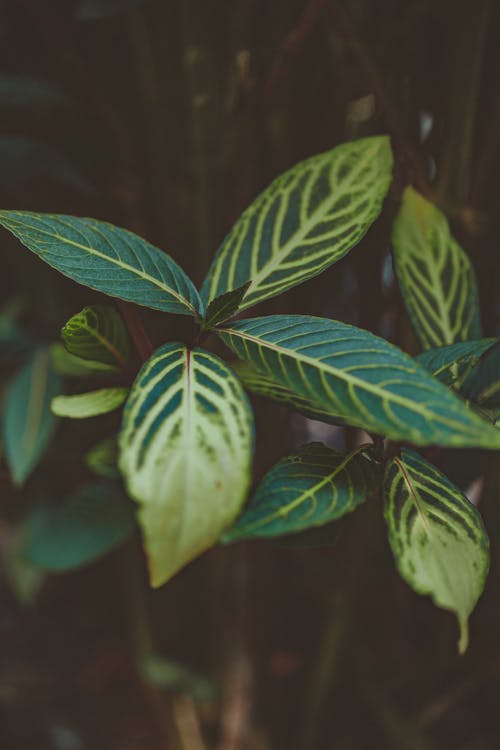 绿叶植物 · 免费素材图片