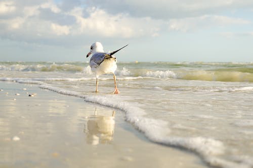 白色和灰色的小鸟站在海边 · 免费素材图片