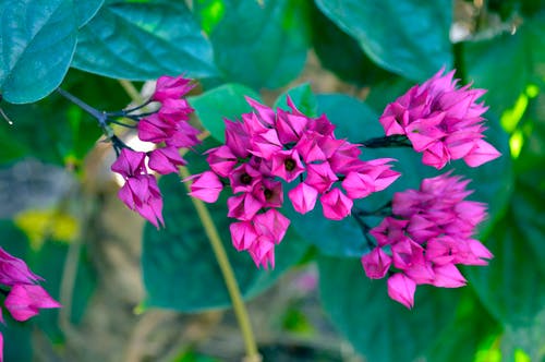 浅焦点摄影的粉红色花朵 · 免费素材图片
