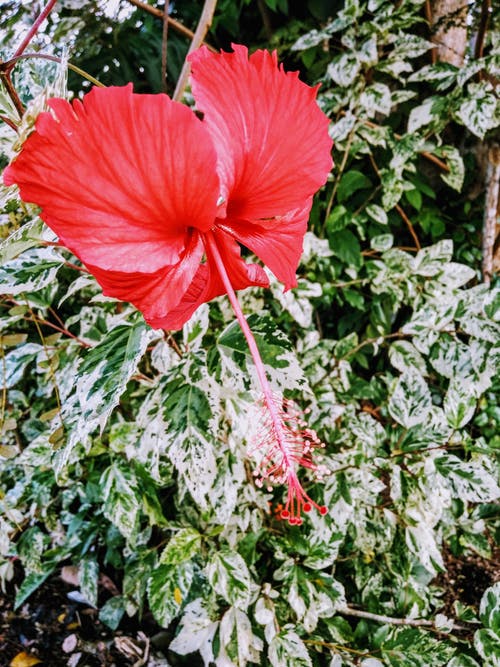 红芙蓉 · 免费素材图片