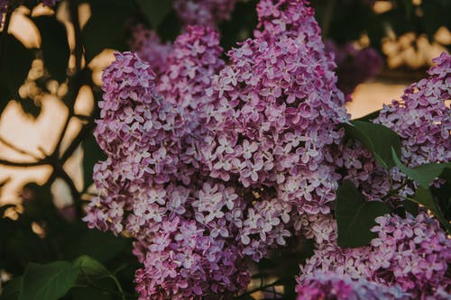 紫色丁香花的特写照片 · 免费素材图片
