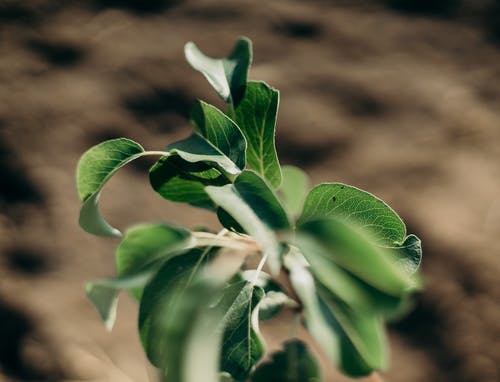 叶子的特写照片 · 免费素材图片