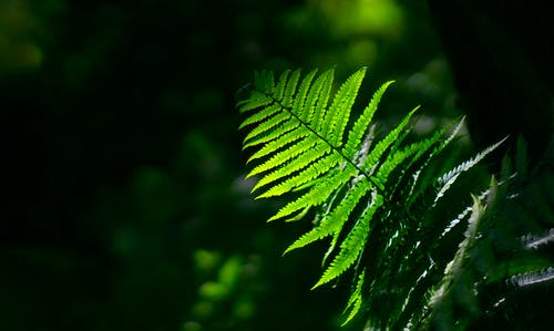 绿色植物的浅焦点照片 · 免费素材图片