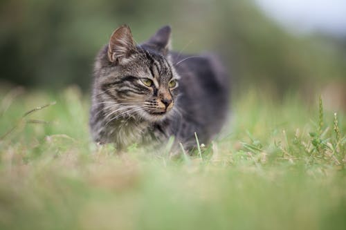 黑猫 · 免费素材图片