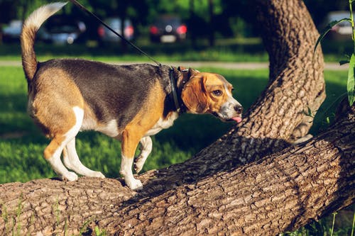 狗在树干上的照片 · 免费素材图片